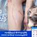 Pet scratch injuries that should not be neglected